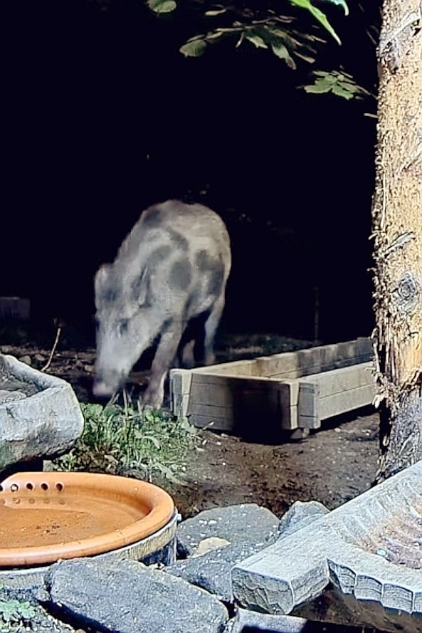 livebirdspoland_69f663913cdfb1329cdb3e78706a45b9.jpg