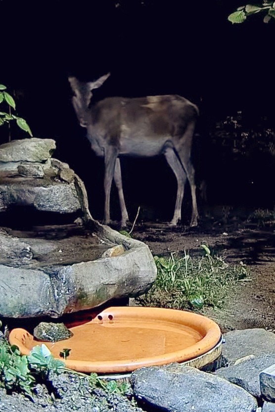 livebirdspoland_01f469840120db4b41124b49f0082de5.jpg