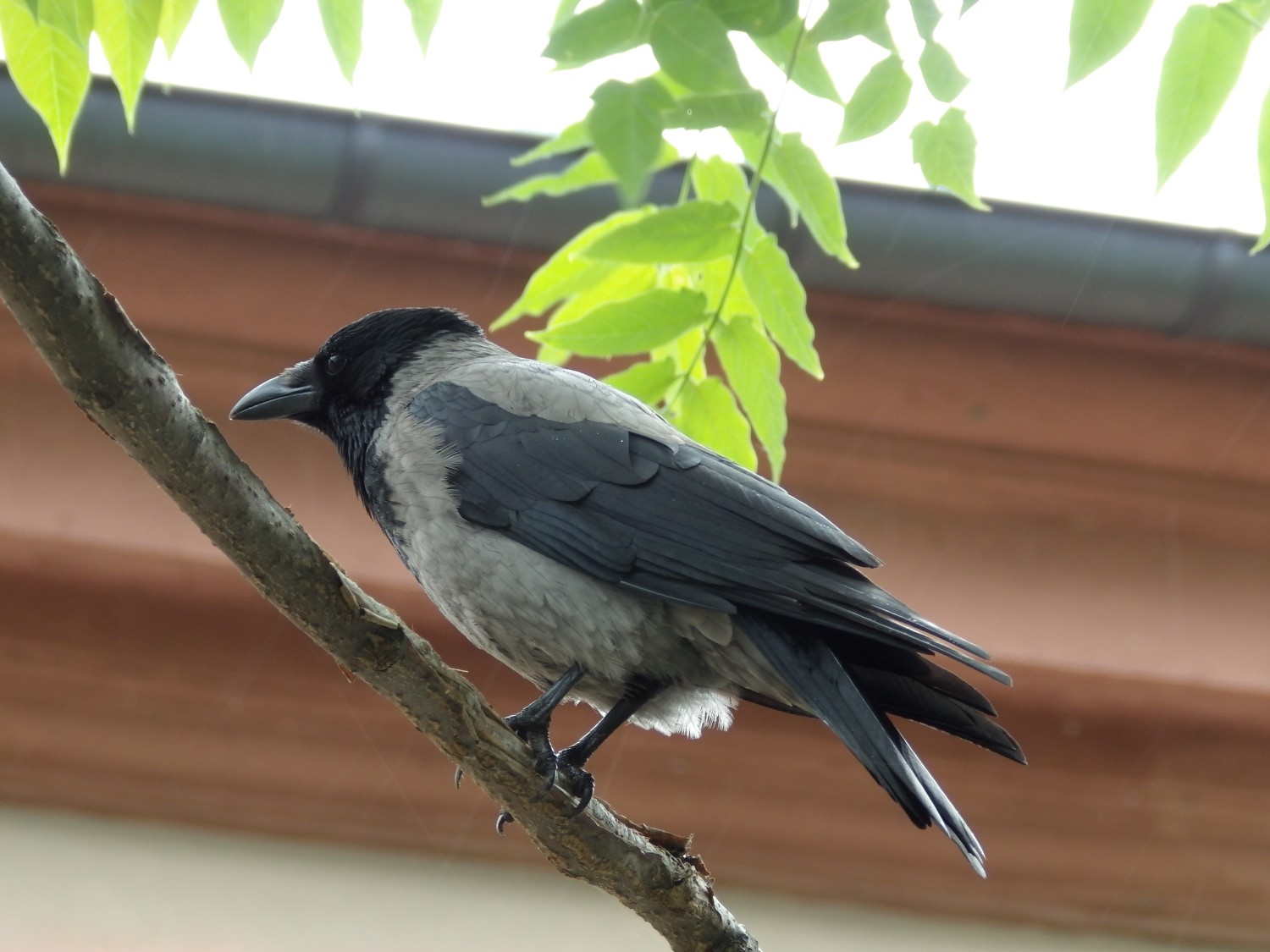 livebirdspoland_5284abbb68e5c3ad4b50376e8c027746.jpg
