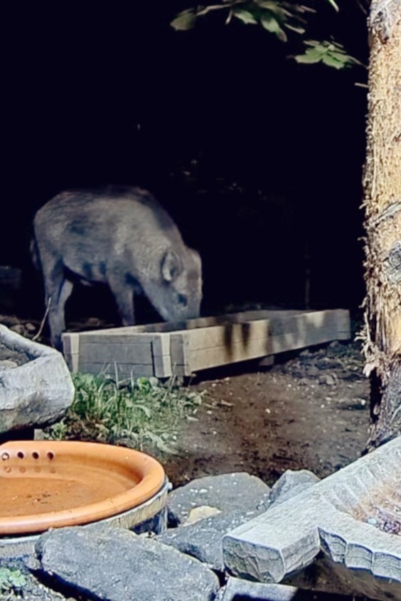 livebirdspoland_ba795d9c26f92e4fd7da06ef2139a9bc.jpg