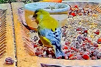 livebirdspoland_3fad565aa5ee769233df36730af0a83b.jpg