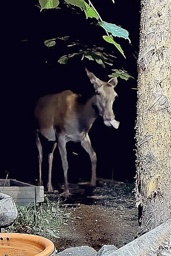 livebirdspoland_389599218ba54a2cff99f3962af7f673.jpg