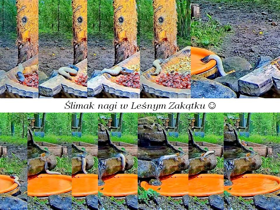 livebirdspoland_b73c0b7ea91e37d9d395bf40b6b419cf.jpg
