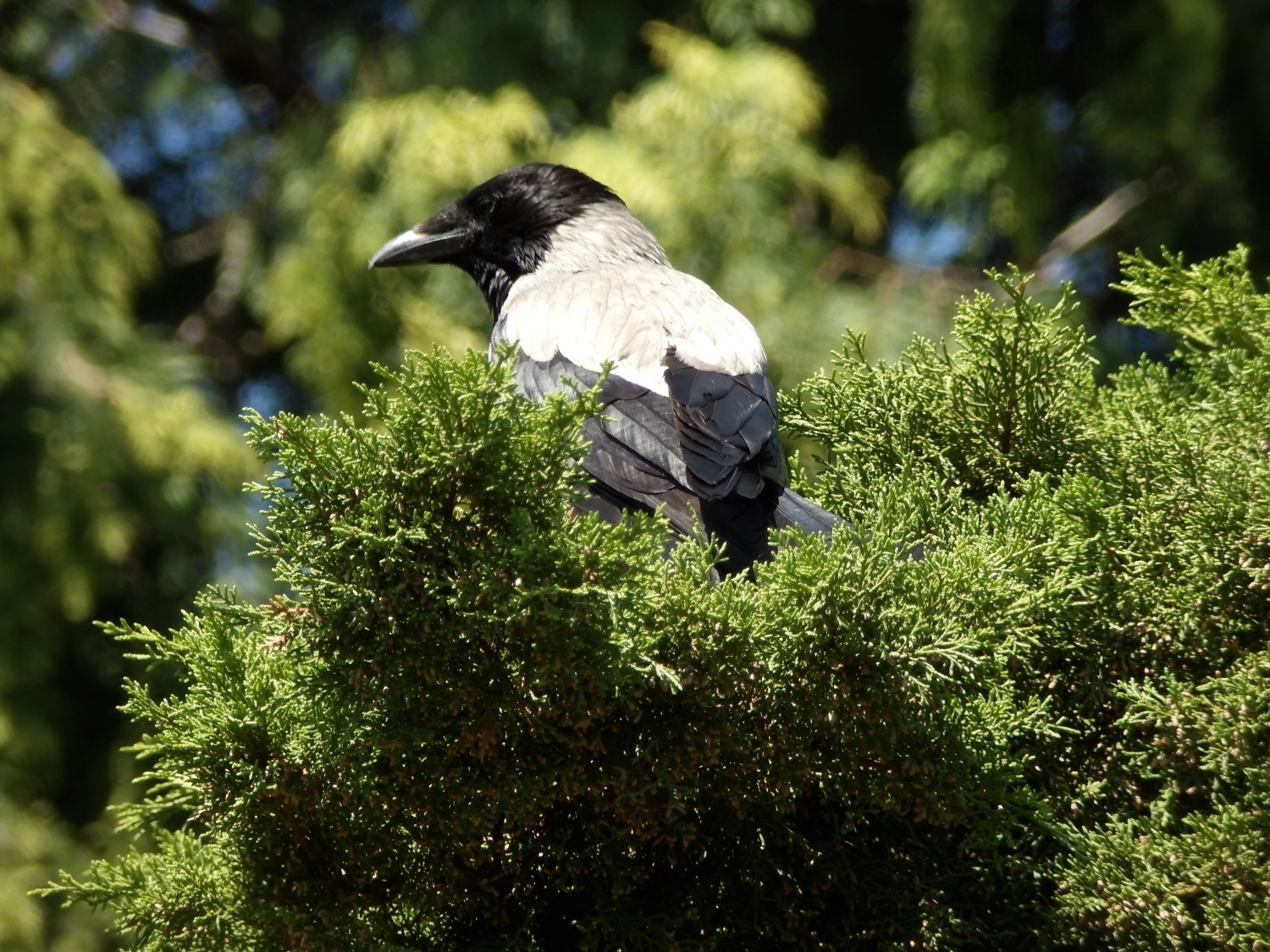 livebirdspoland_db9dc94e152d3ac06a510b01a893fd28.jpg