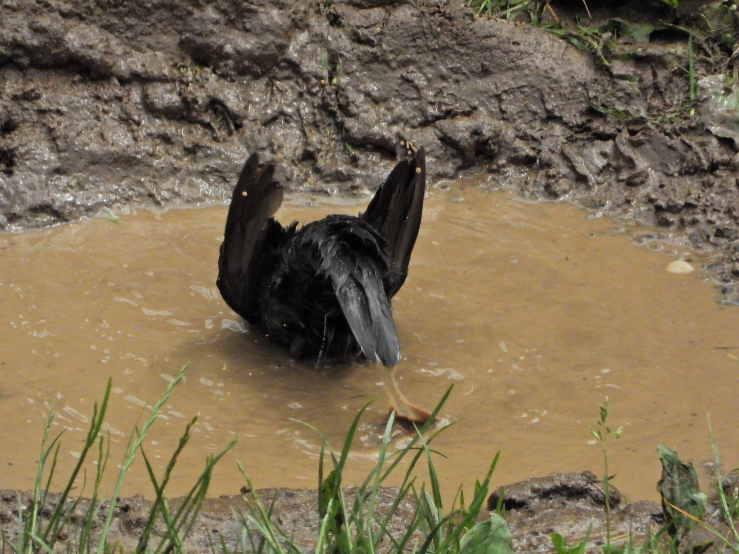 livebirdspoland_363f0bb04e06d2f6878cff0ccf16e2bd.jpg