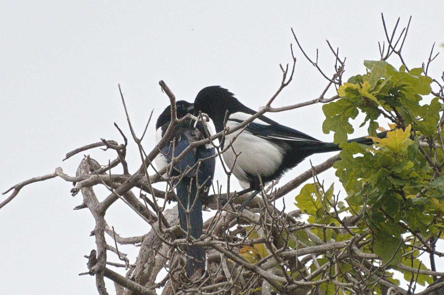 livebirdspoland_23a93bf1ad085d3759b35644232ec0f0.jpg