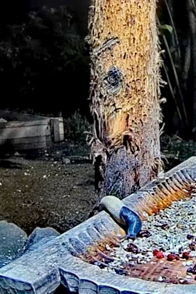 livebirdspoland_25ed9fd6f8ba2bb2b629b088ca7b797d.jpg