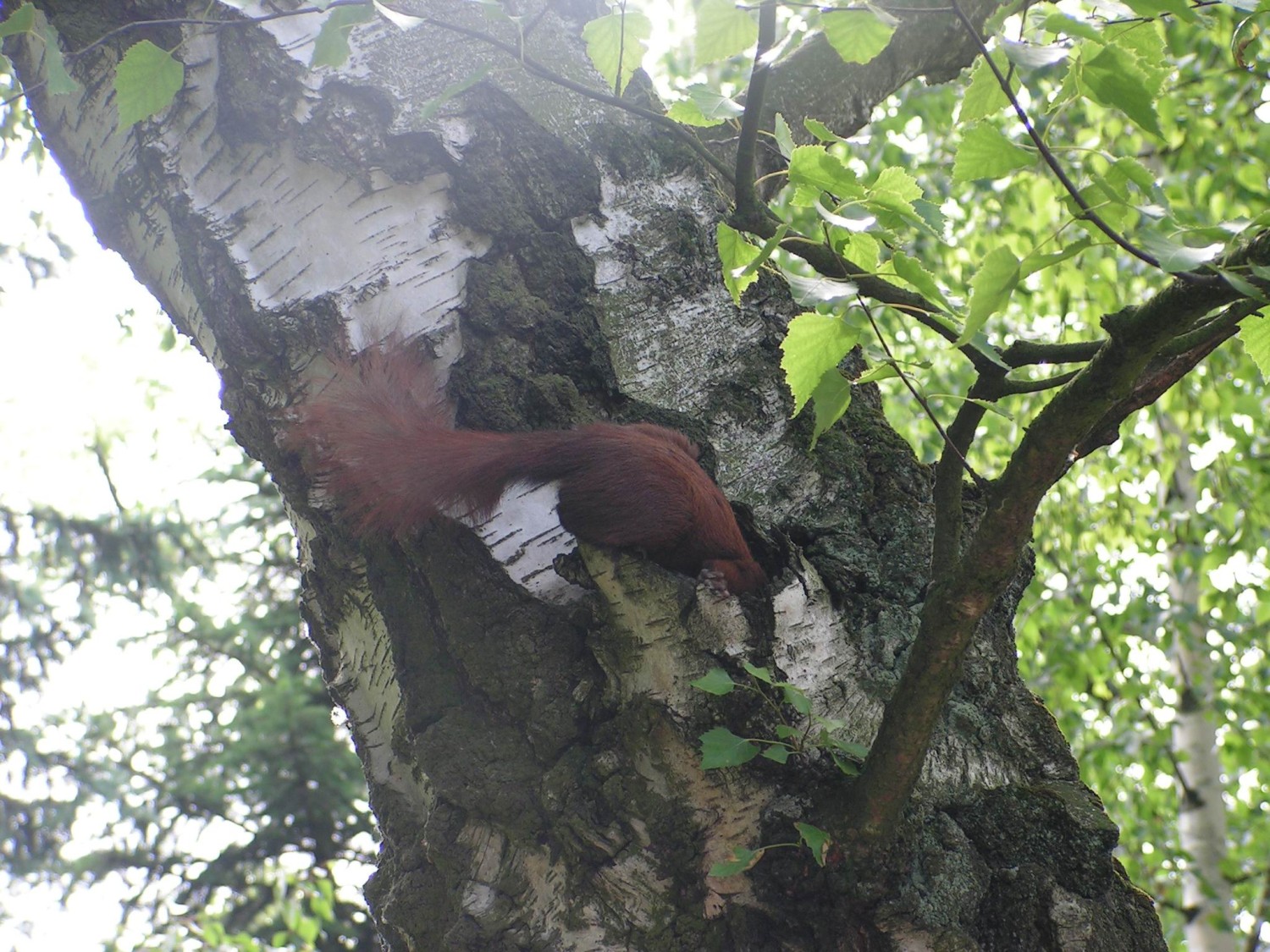 livebirdspoland_563dff251c0923c251e858752ca0b814.jpg