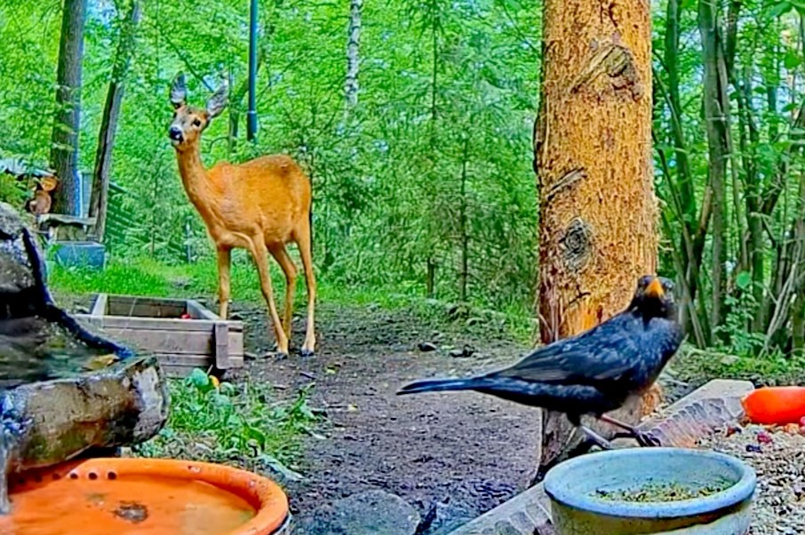livebirdspoland_10fc22d9ddadbb2695aaa9a922c372a8.jpg