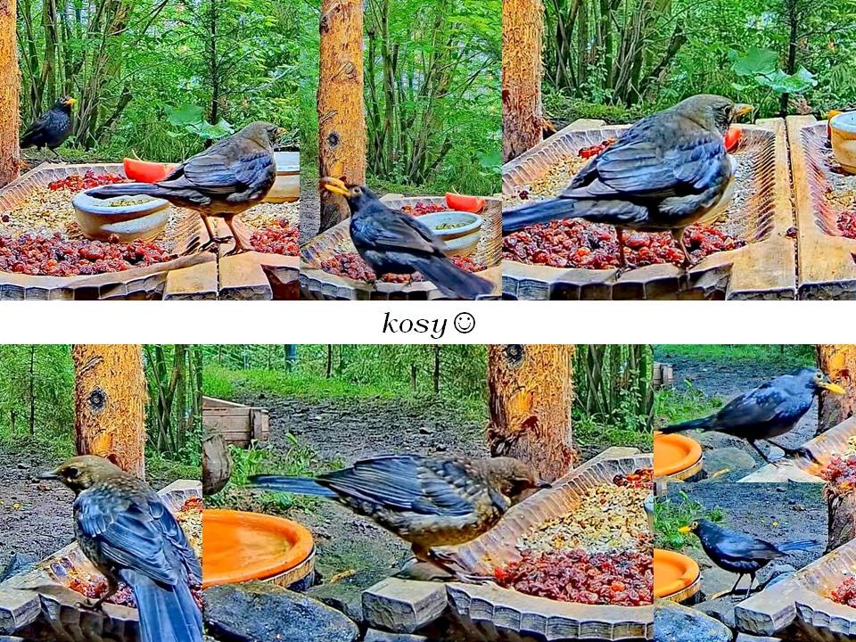 livebirdspoland_2191cf56b2fa38306d96bf46c6440df1.jpg