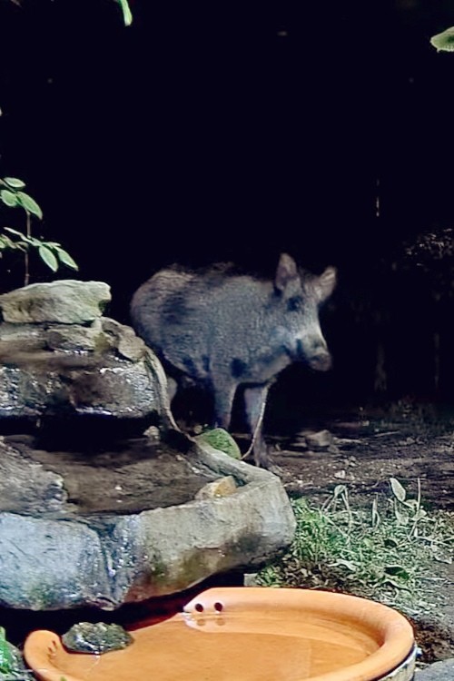 livebirdspoland_3e5fe547ac93259bae4ab919328e8e4b.jpg