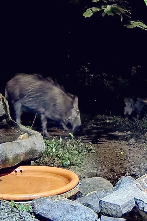 livebirdspoland_90d129b4d1fa8d0fcb25e9574c026407.jpg