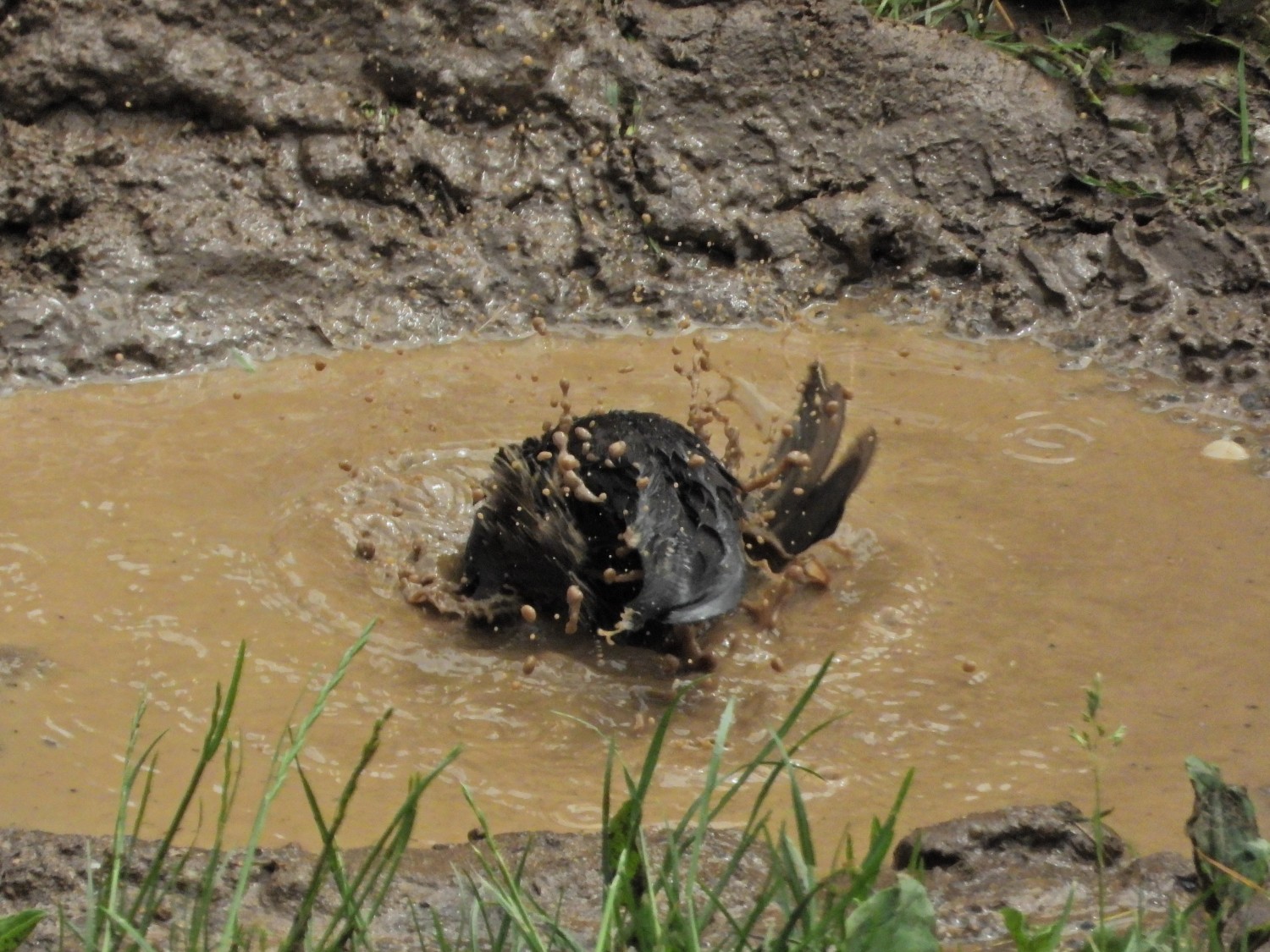livebirdspoland_425b0b3d2dcef267f6e6bab8179ee5ea.jpg