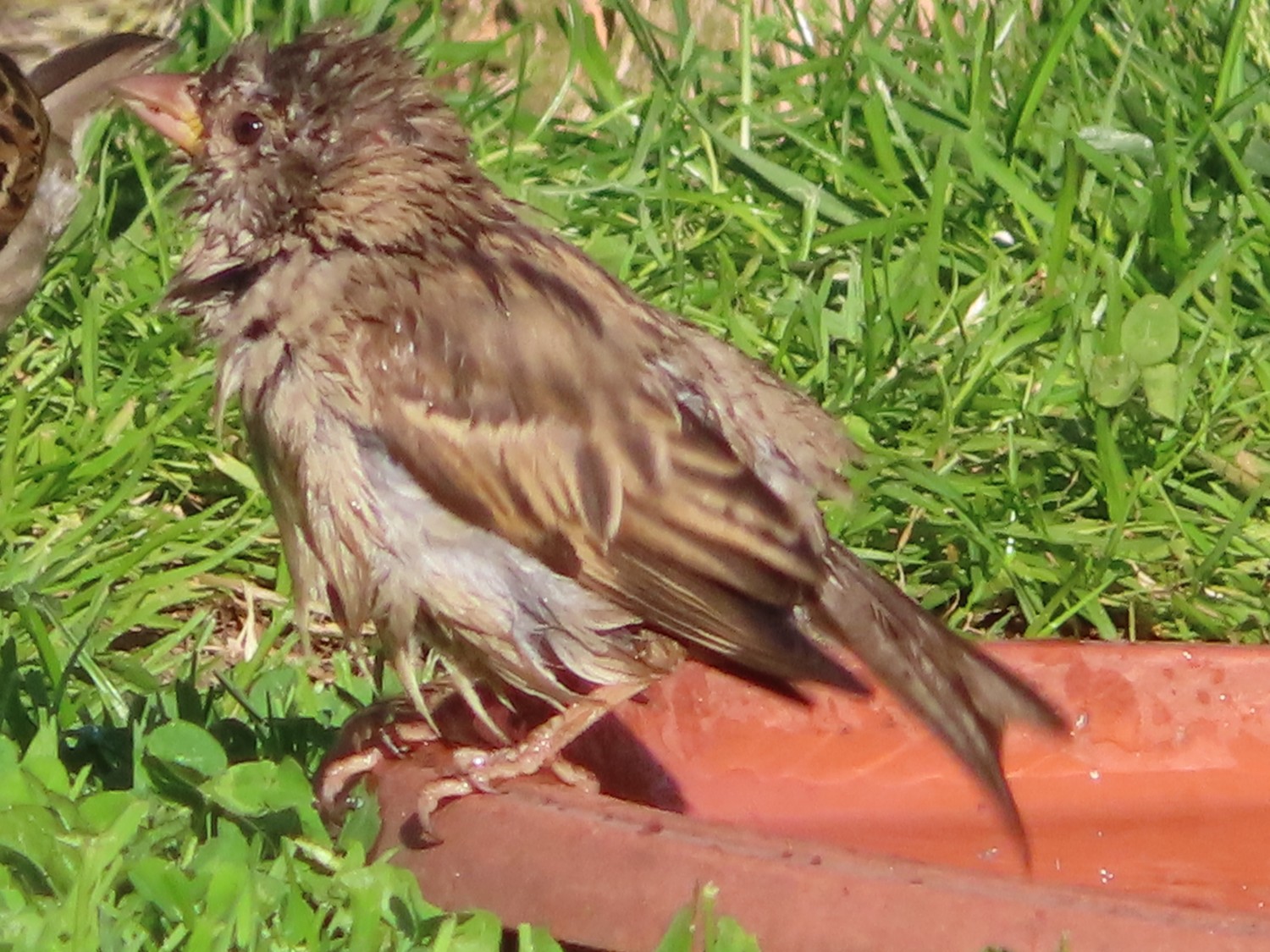 livebirdspoland_fd5e70448c8a9536f308bf036eda332d.jpg