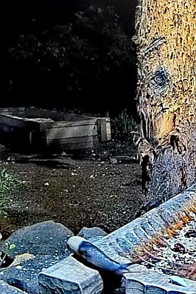 livebirdspoland_cd744096315c01414dc122366582c258.jpg