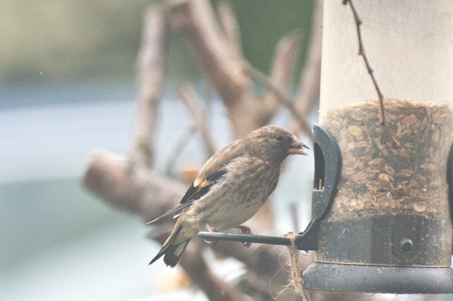 livebirdspoland_aced7f8d8b6f02d3036e4f24a47d49d8.jpg