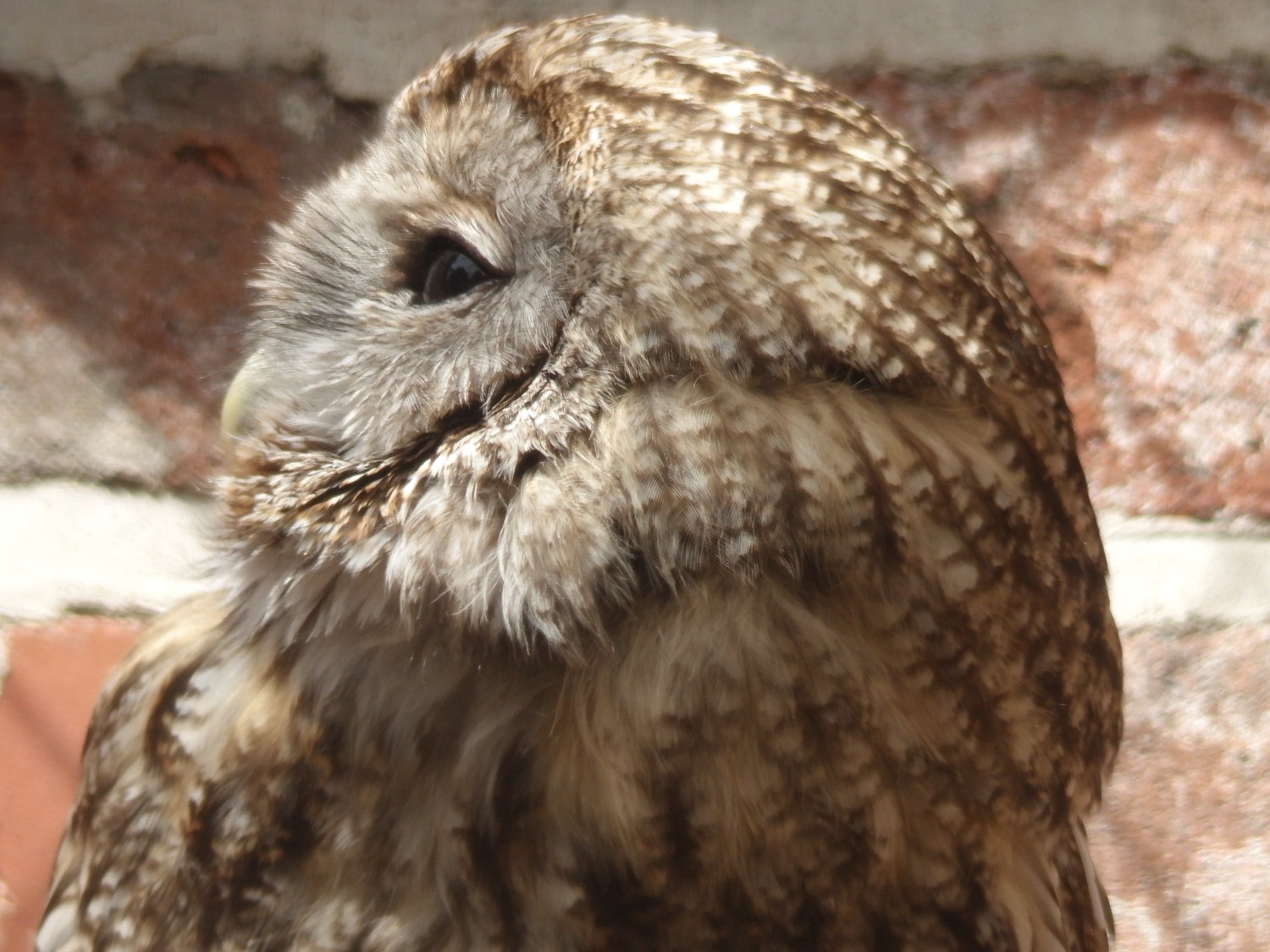 livebirdspoland_c27e274b08c99a16297b984f9bba4189.jpg