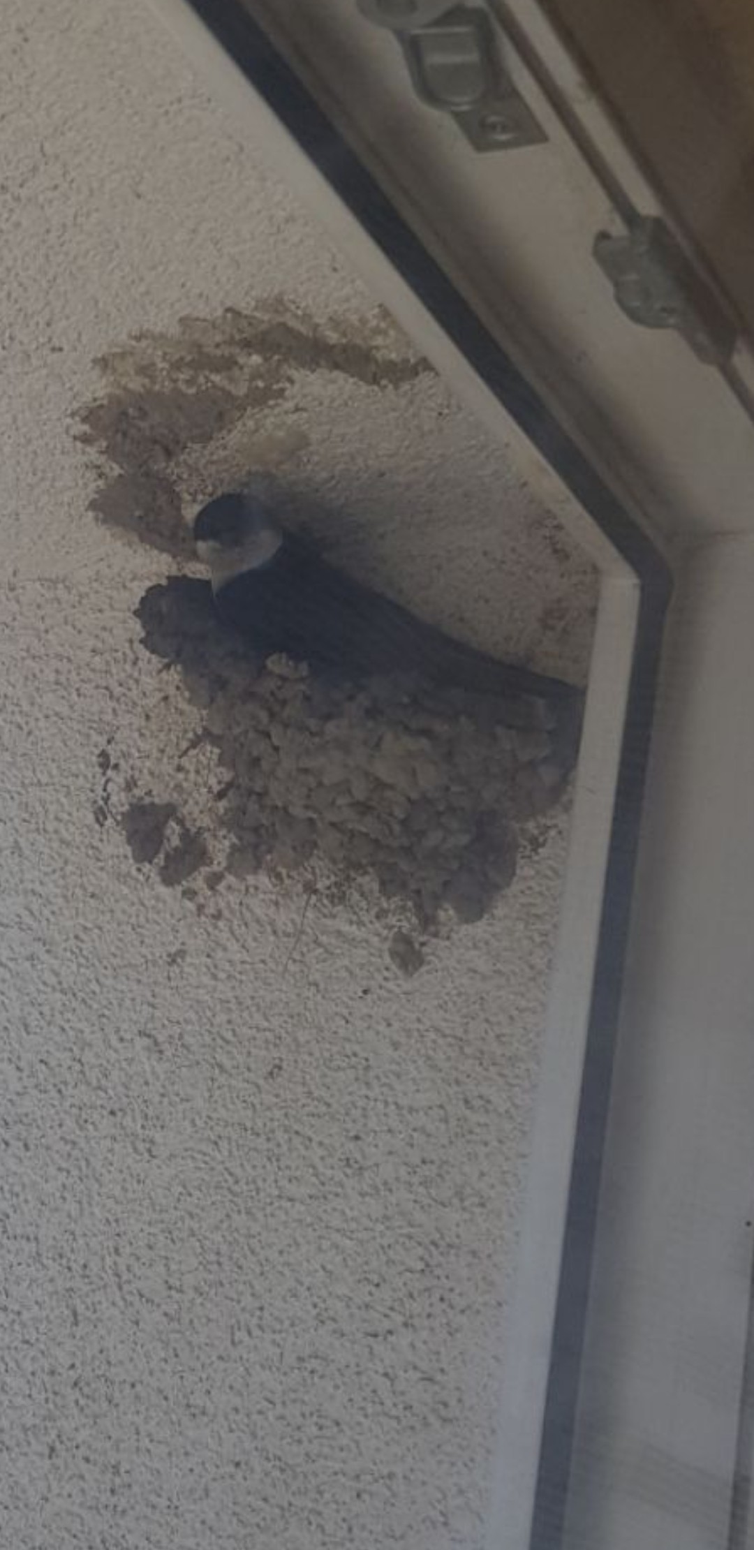 livebirdspoland_9f68d5f78e08e1332c61859a3a35ffdf.jpg