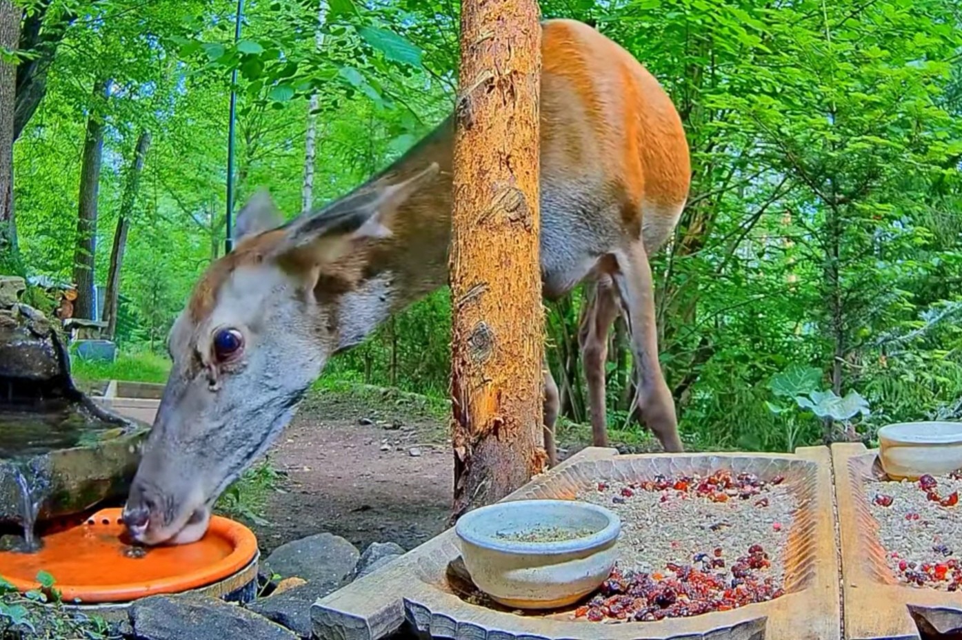 livebirdspoland_0fbc690c5ec9187313617a0538948d96.jpg