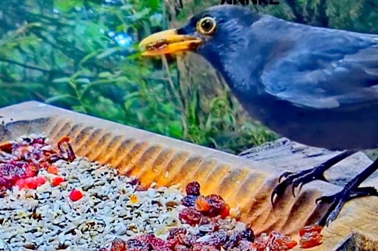 livebirdspoland_5bdd2d3ffc31033610e9c29fc2ac7e0e.jpg