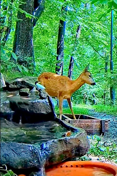 livebirdspoland_132d6f6e6041b37b2a57ec6070680559.jpg