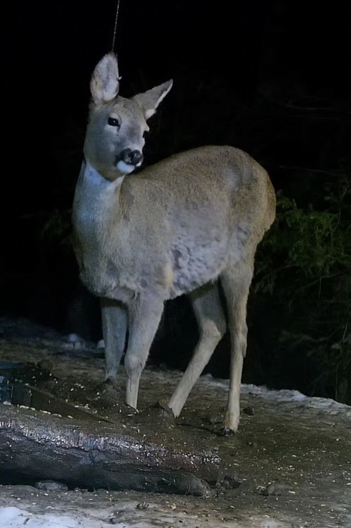 livebirdspoland_e78826602bf79ed9077559eb223171fe.jpg