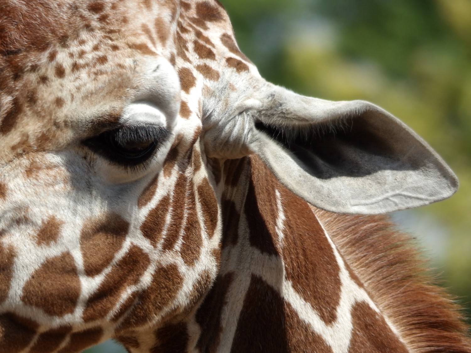 livebirdspoland_88c908d9fd7871a69bda061a616c9641.jpg