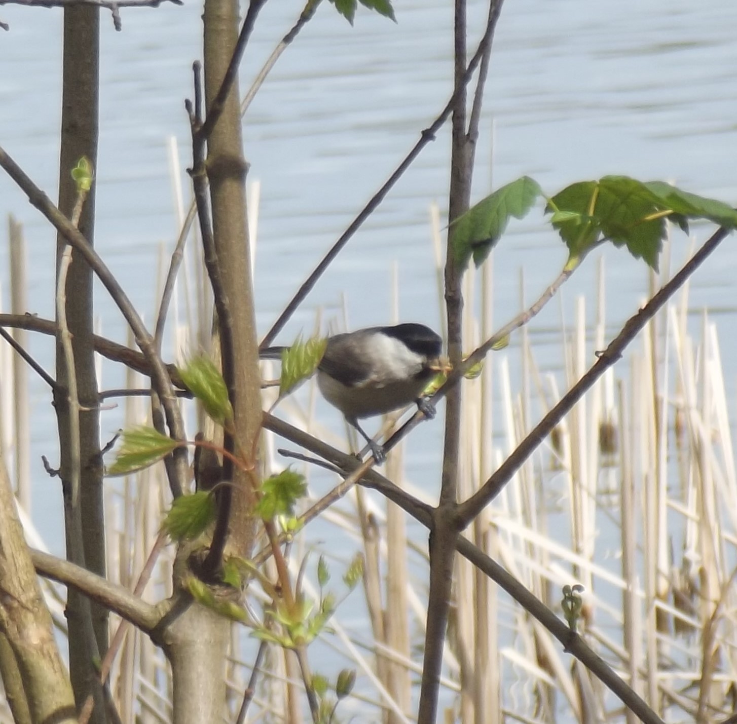 livebirdspoland_b62ec11c58fbb2717eb3871af3bba7ce.jpg