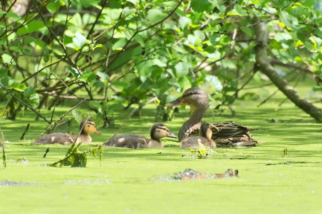 livebirdspoland_f29760db31d97c1b16b93ea67ec9052d.jpg