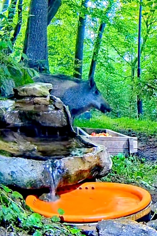 livebirdspoland_c3f08c2d469c6de11e3424af317687a2.jpg