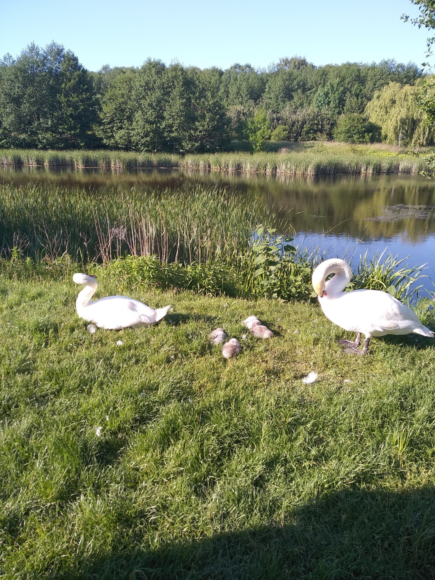 livebirdspoland_d8304d8473b8d7b56e5b02d3c6914925.jpg