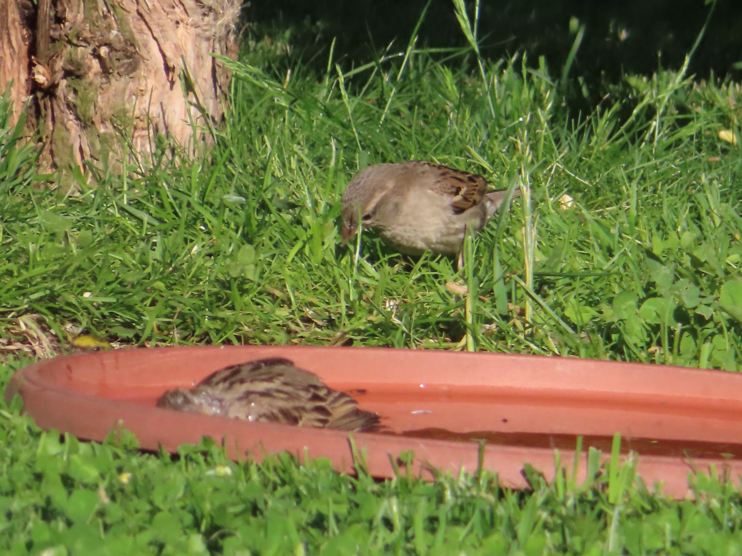 livebirdspoland_a0cdbf262b799d79c6229e85c4cf5bdb.jpg