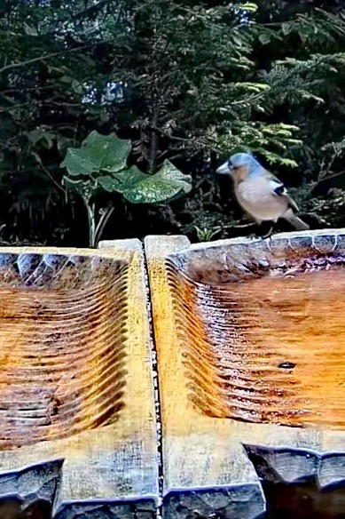 livebirdspoland_9c8dd596a986513b249b2870f22f7ec6.jpg