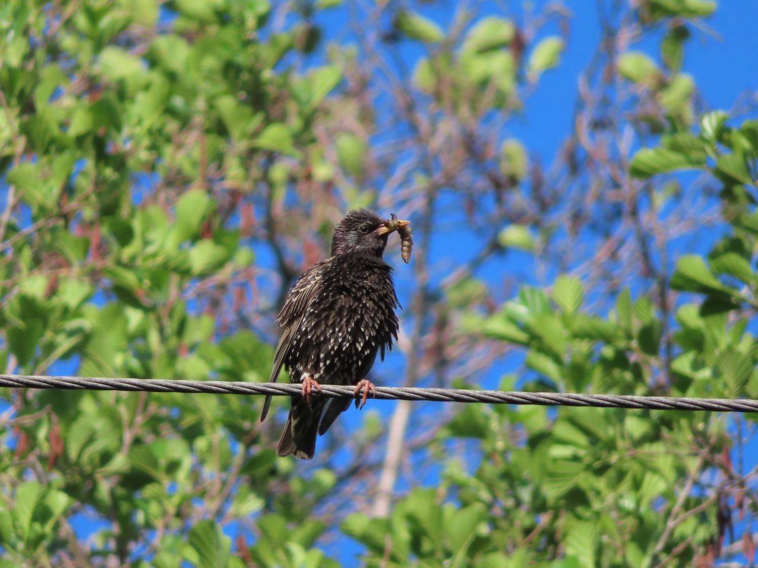 livebirdspoland_821900ca6bad1f4b0f388ba002c5c4f7.jpg