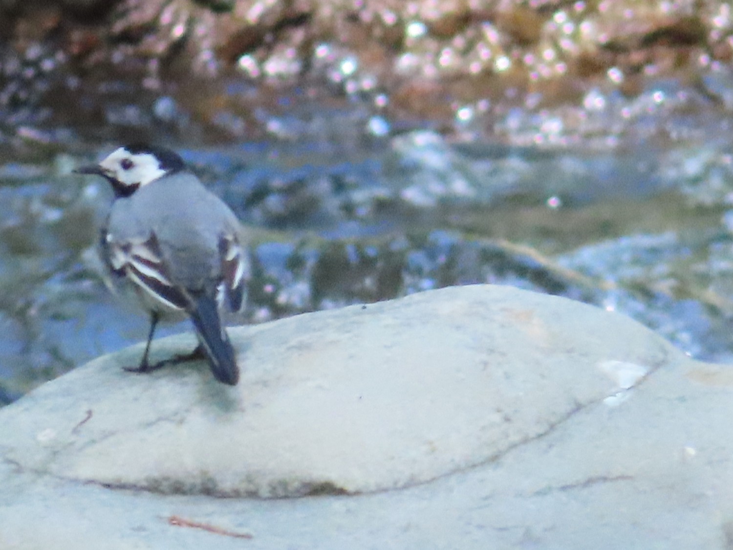 livebirdspoland_9027eb653c3c5317002a6769cbe34841.jpg