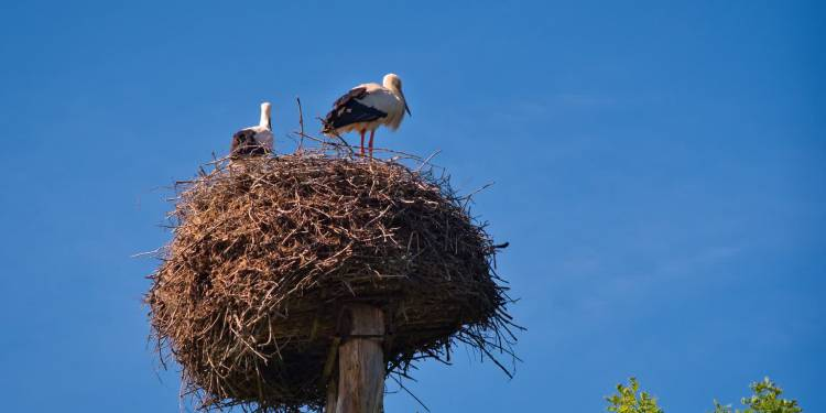 livebirdspoland_747a15a4e234ff817f5f6a622e3abfb6.png