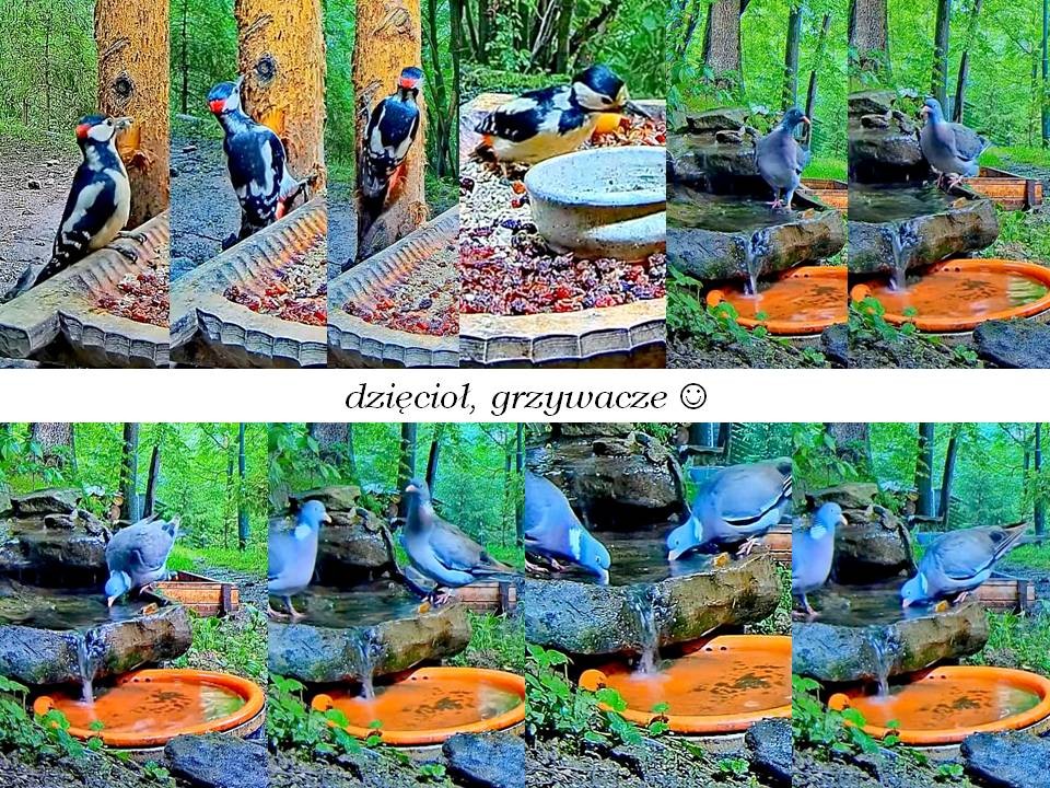 livebirdspoland_58d4db0b3dd0c001f8f574a6383b8f88.jpg
