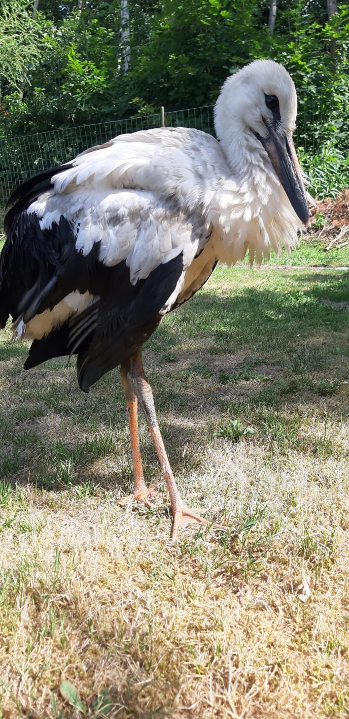 livebirdspoland_23c85d09a94bcbaa341ae19c413a6f73.png