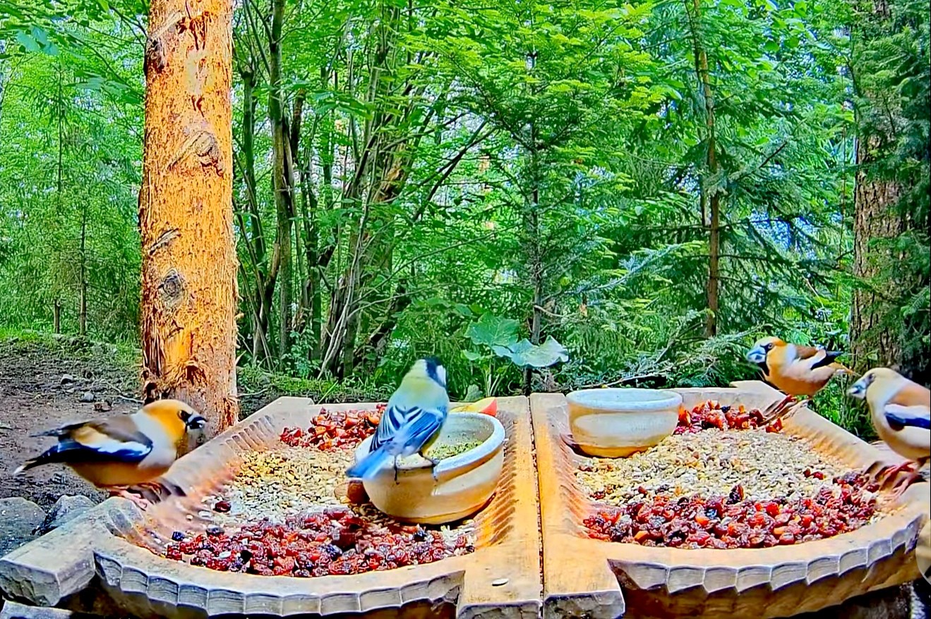 livebirdspoland_862ba2bea017e3bd57da9e7bdd25eefc.jpg