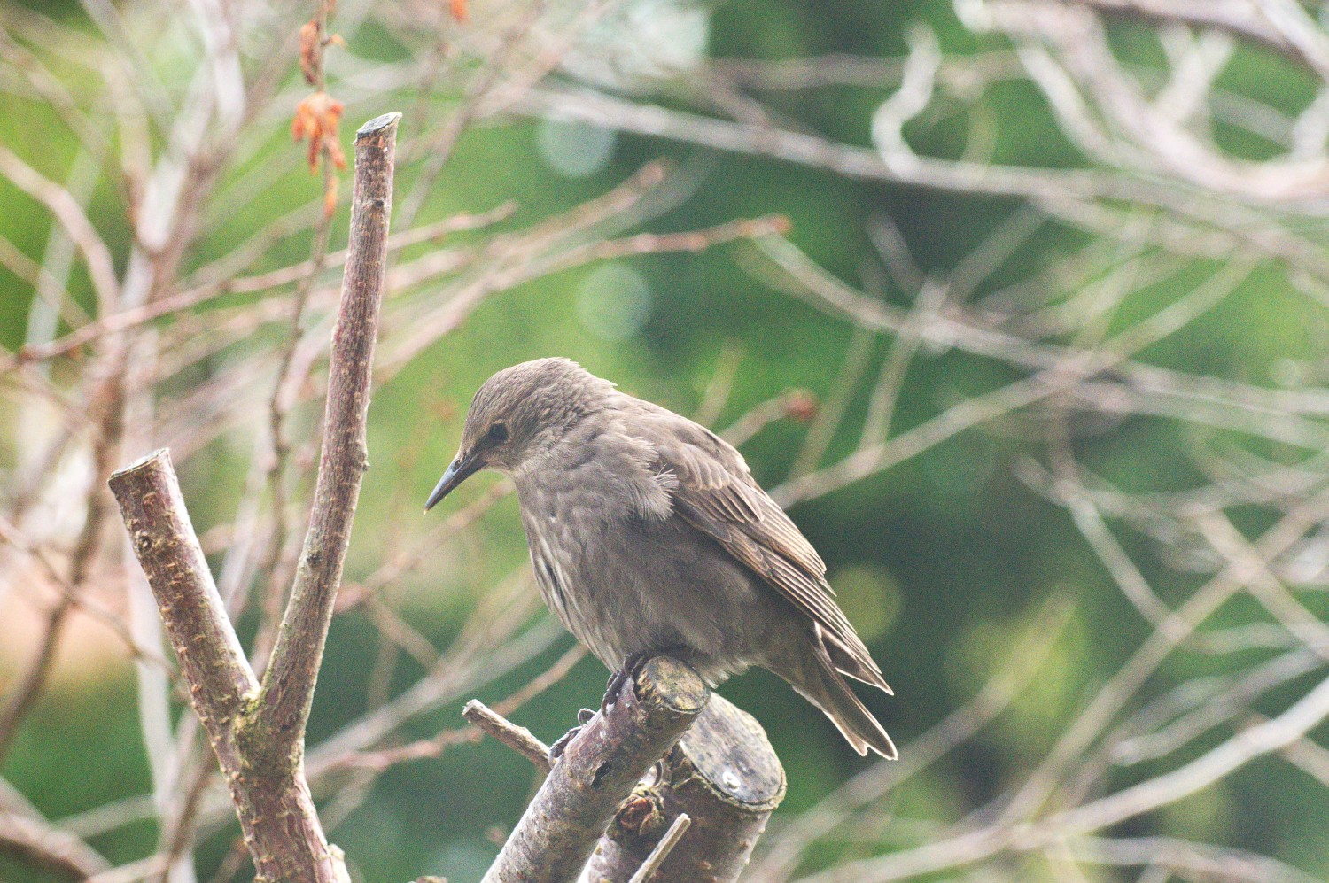 livebirdspoland_3d943bcd542505a6133294ce041ef568.jpg
