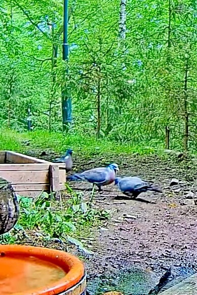 livebirdspoland_a7fd65896795e5090683d28aa502ad28.jpg