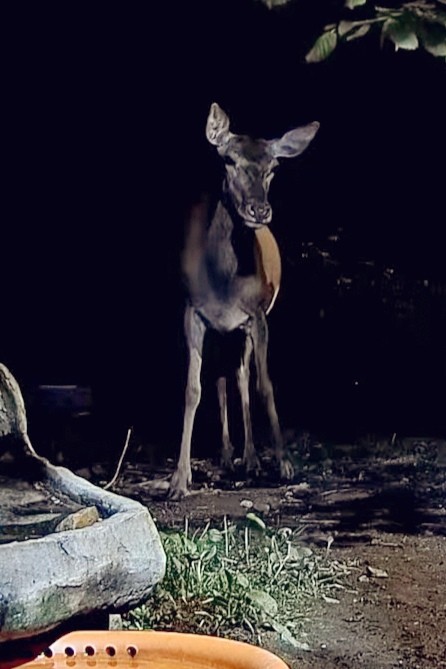 livebirdspoland_3936a1f8905ba732d5bf1b3078a4800a.jpg