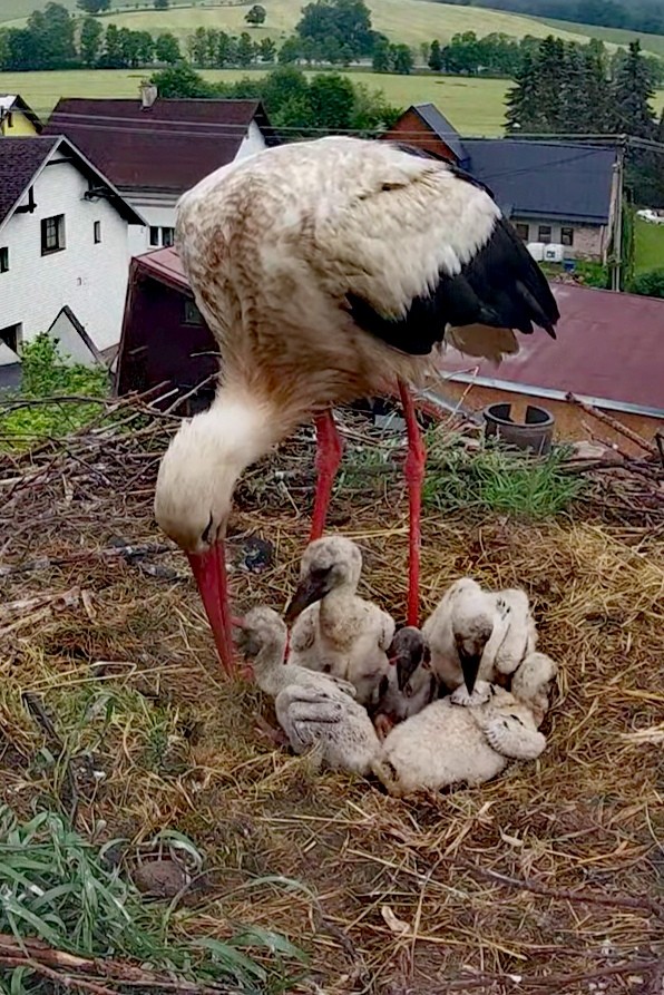 livebirdspoland_225bdd92dba3ffb84a00a12fe56674d3.jpg