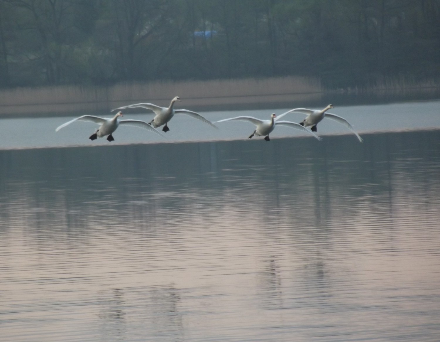 livebirdspoland_6dd19daab94d4d28ce20a2a77749f2a2.jpg