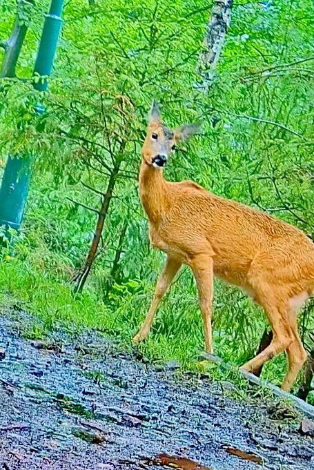 livebirdspoland_aa91a84331b4c9a614c7b0c682788e07.jpg