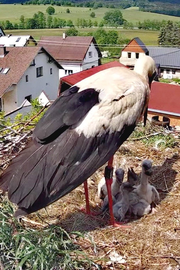 livebirdspoland_d21057c1c2e4da0d47fe0b45484db3a4.jpg