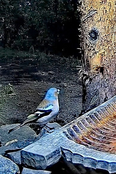 livebirdspoland_ae2896e6cda4f83af86472e719b4b4e2.jpg