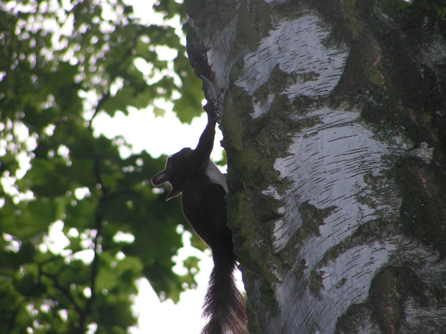 livebirdspoland_81f99b1f2ed17f3b518ac72c191f600b.jpg