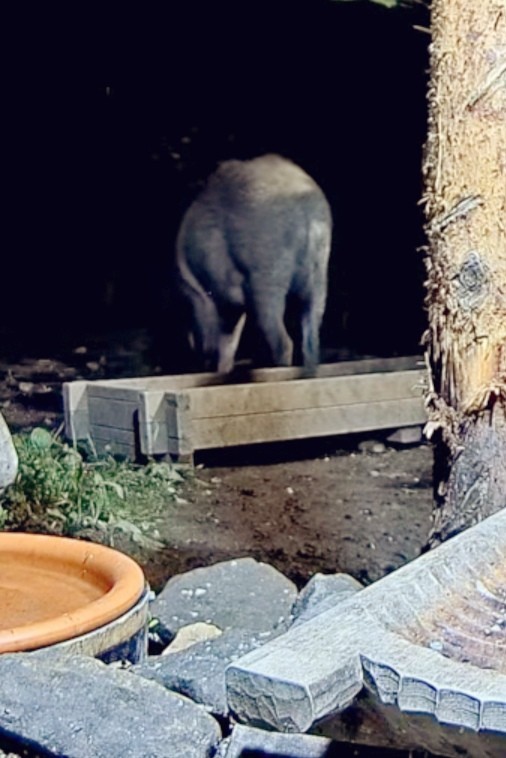 livebirdspoland_0755a8b0021c0e9857f1f3588ef50192.jpg
