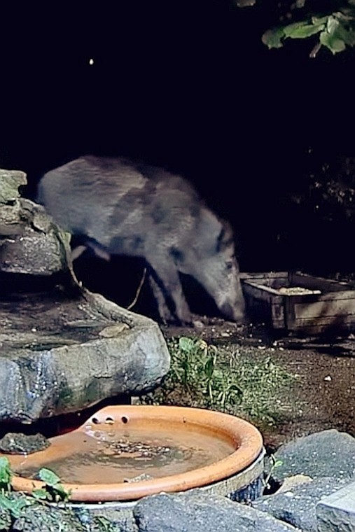 livebirdspoland_7f18f71ec786d270b7fc7f4f06cbcc1d.jpg